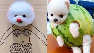 Cute Pomeranian Puppies Doing Funny Things #2 | Cute and Funny Dogs