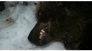 Охота на медведя в Якутии . 2018