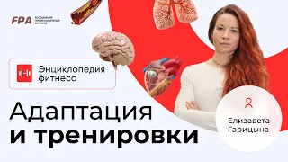 Адаптация и тренировки | Энциклопедия фитнеса