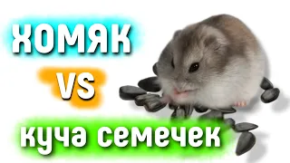 Сколько СЕМЕЧЕК может съесть Хомяк 🐹 яХрумка