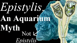 Epistylis, a misunderstood aquarium fish disease.