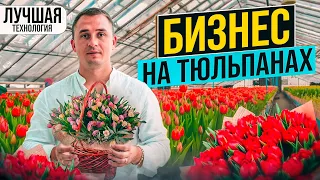 Выращивание тюльпанов к 8 марта. Выгонка тюльпанов. Луковицы тюльпанов