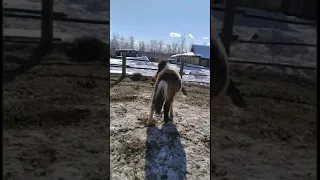 🐴СЫЛГЫҺЫТ күннээҕи түбүгэ, - кини дьылҕата!..