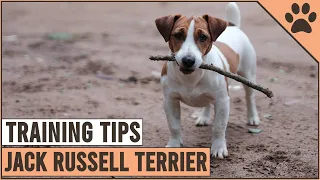 How To Train A Jack Russell Terrier | Dog World