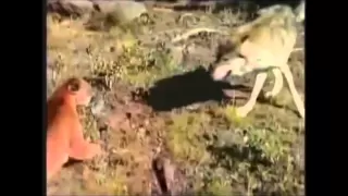 Wolf vs. Cougar [animalfightclubs #1]