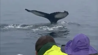 ОЙ мама 👀 Китовое сафари в Исландии 👌