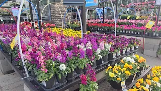 New At Lowes Garden Center 2024 || Annuals, Perennials, Evergreens & Shrubs.