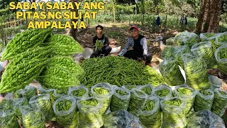 salamat lord sa masaganang ani at dagsa ang bunga ng sili at ampalaya at pagdedeliver sa pamilihan