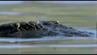 Otters Fighting with a Crocodile