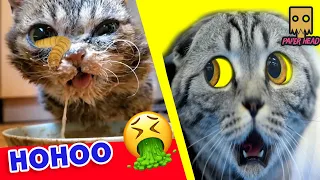 Resue poor kitten / Removing Cuterebra From A Kitten's Eye/ botfly larva- adopt/