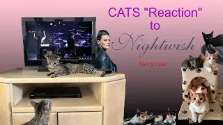 Kitties react to Nightwish Storytime