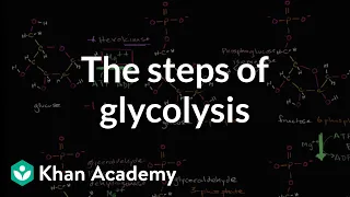 Steps of glycolysis | Cellular respiration | Biology | Khan Academy