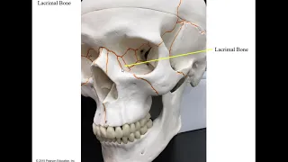 PowerPoint Facial Bones