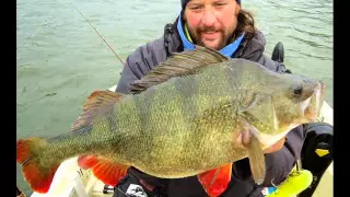 World Biggest Perch Ever Caught