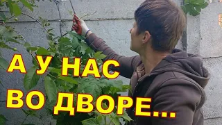 А у нас во дворе 🌲🌲🌲