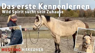 Wild Spirit ist in Deutschland und sucht sein Zuhause | Mustang Makeover | Trainerin: Lara Tauer