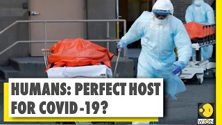 Research says, Covid-19 is most adaptable for human body than bats | Coronavirus Pandemic | WION