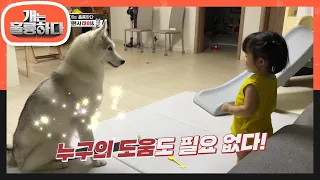 미래의 개통령을 꿈꾸는 어린이☆ 최연소 훈련사 태이♥ [개는 훌륭하다/Dogs Are Incredible] | KBS 220502 방송