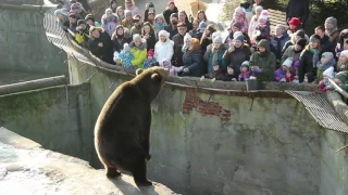Показательное кормление медведя в Калининградском зоопарке в честь Дня Татьяны