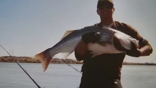 CATCH BIG BAIT ... CATCH HUGE CALIF. DELTA STRIPED BASS !