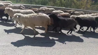 Архыз  КЧР..осень 2018...что вы думаете о погоде)stupid lambs))))