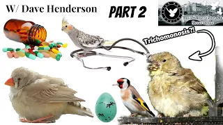 Bird Health & Medication w/ Dave Henderson Part 2 | Natives & Norwich Zoom Room