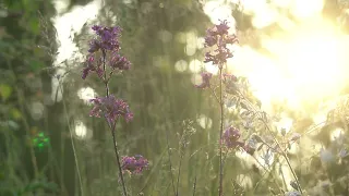 Раннее утро пение птиц Early morning birds singing