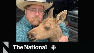 #TheMoment a B.C. man saved a moose calf from a waiting bear
