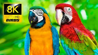 Breathtaking Colorful Birds Collection in 8K ULTRA HD / Relax Forest Ambient