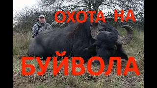 Охота на водяного буйвола в Аргентине. Water Buffalo Hunting Argentina