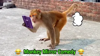 Monkey vs Mirror Funny Video 2022 can't Stop Laughing