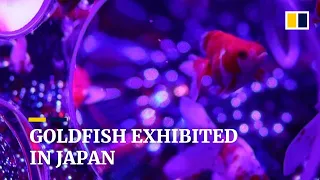 30,000 goldfish on display in Japan as part of popular art exhibition’s latest show