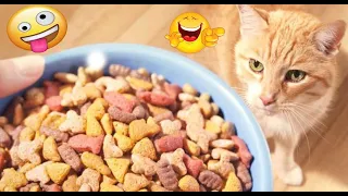 New Funny Animals 2024😂 Funniest Cats and Dogs Videos 😺🐶