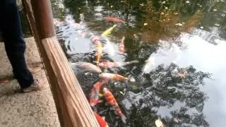 Koi Feeding, Tokyo, Japan