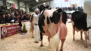 UK Dairy Expo 2016.Mature Holstein Class.