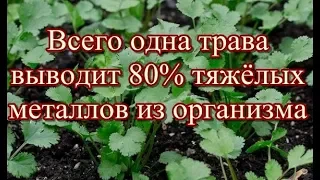 Всего одна трава выводит 80% тяжёлых металлов из организма