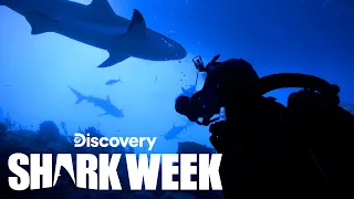 Divers Surrounded by Swarm of Huge Tiger Sharks | Shark Week