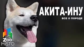 Акита-Ину - Все о породе собаки | Собака породы Акита Ину
