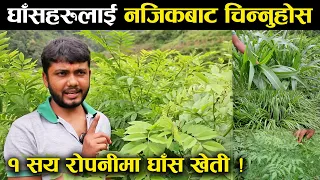 आउनुहोस आज घाँसहरुलाई नजिकबाट चिनौं ! - Grass farming | An interview with Amrit Tiwari