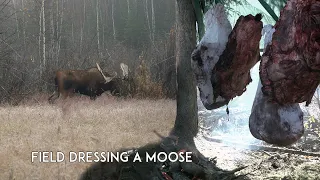 Moose Hunting in Alaska: How To Field Dress a Moose