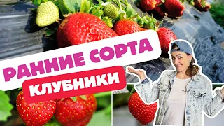 Раннеспелые сорта клубники🍓Топ 5