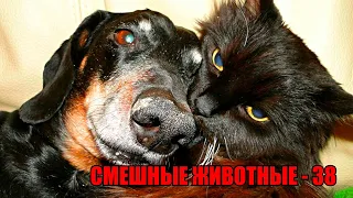 Funny Animals. Cats and dogs and others animals. Смешные животные - 38. Приколы с котами и собаками.