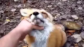 Amazing And Unbelievable Friendship People And Wild Animals 360p