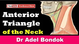 Anterior Triangle of the Neck, Dr Adel Bondok