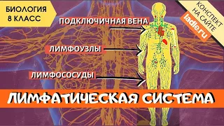 Лимфатическая система человека. Анатомия. Биология 8 класс. Лимфоциты, лимфоузлы. Лимфа в организме