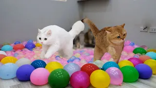 Cats vs 500 Water Balloons | Test Cats IQ 😂