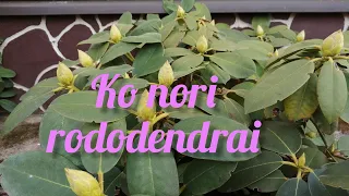 Ko nori rododendrai