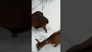 Чешские козы в зимнем лесу