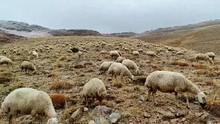 YAZAN KALEM SİYAH ( Türkülerin çobanı TARIK KARA)