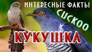 Кукушка интересные факты #кукушка #nature #cuckoo